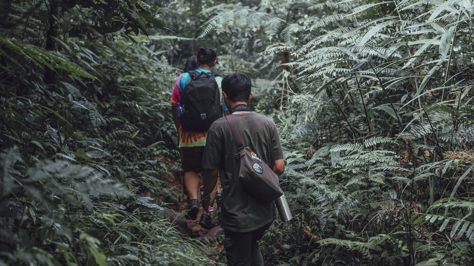 Two hikers pushing through dense fern jungle, Indonesia