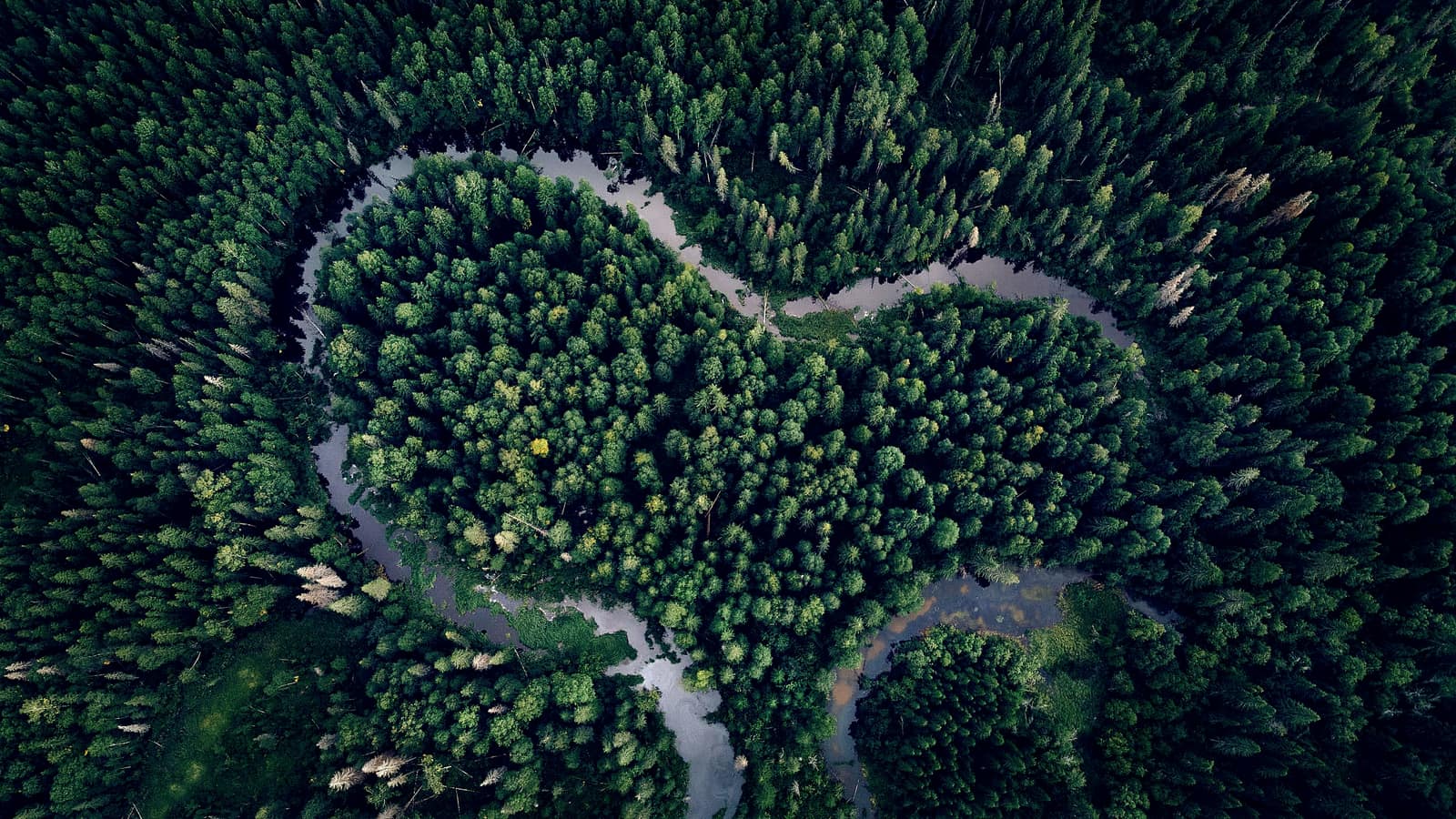 A pale river meandering through dark pine forest, seen from directly above