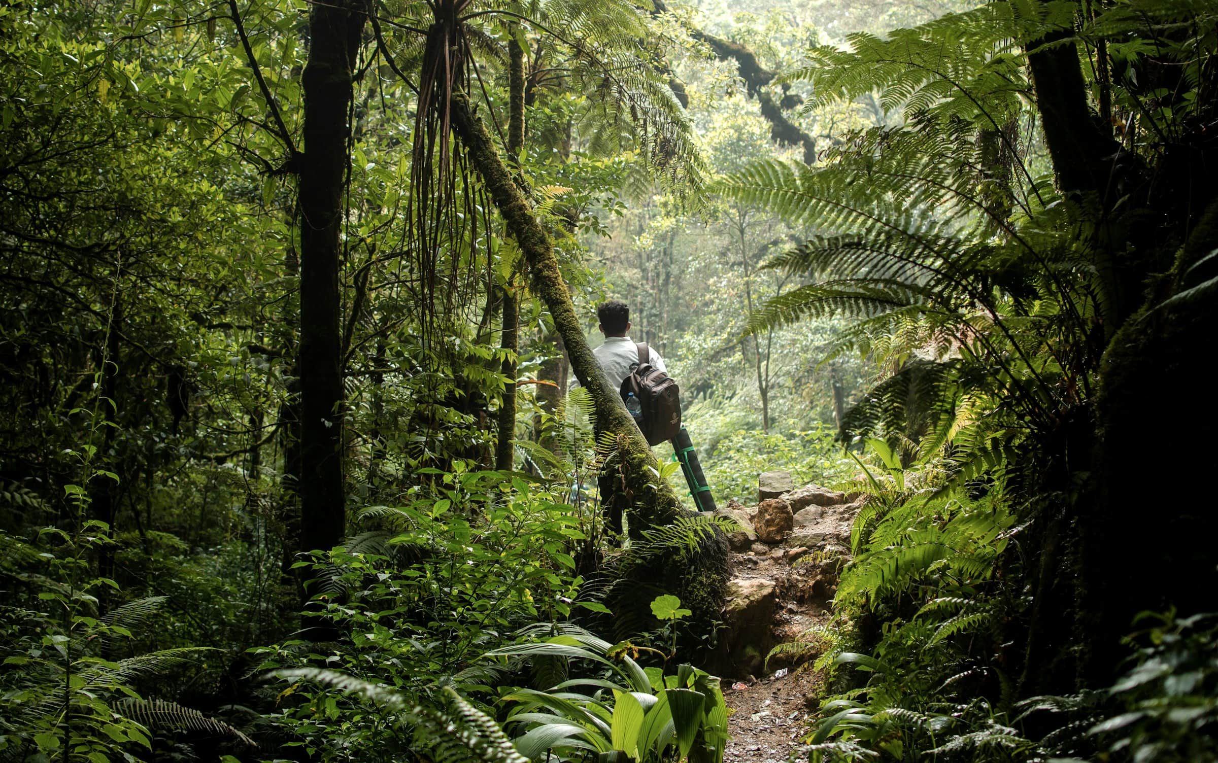 A lone hiker on a fern-lined jungle trail, Indonesia