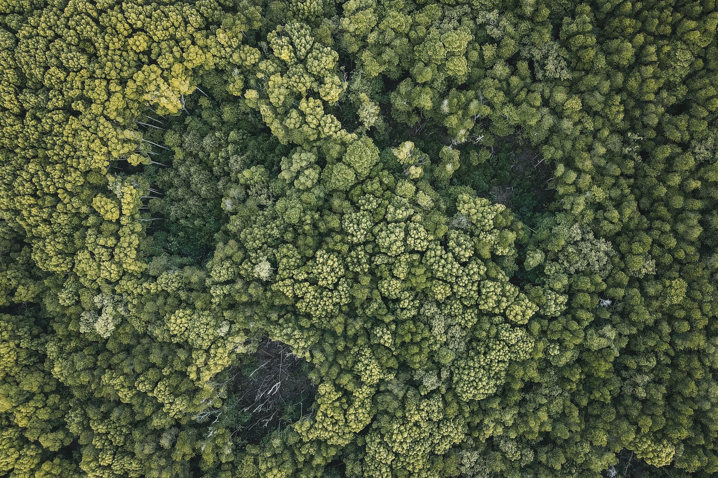 Dense rainforest canopy seen from directly above, Terengganu, Malaysia