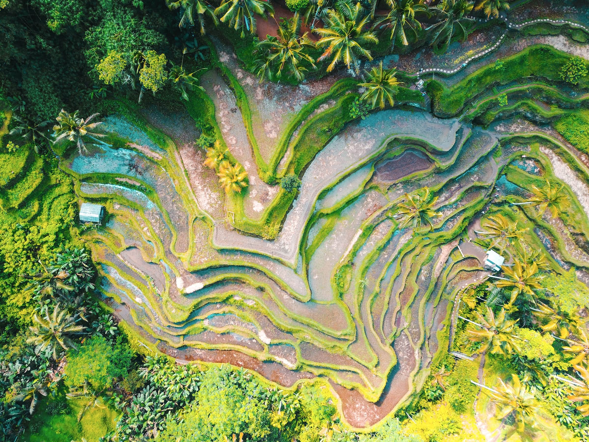 Curving rice terraces and palms seen from above, Tegallalang, Bali