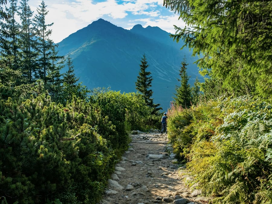 A stone trail through dwarf pine toward a steep peak in the Tatra Mountains
